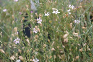 Petrorhagia saxifraga