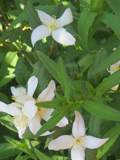 Philadelphus lewisii