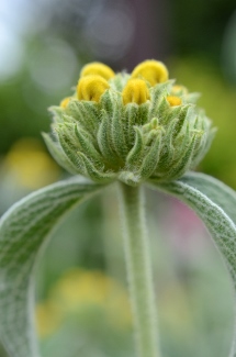 Phlomis russeliana
