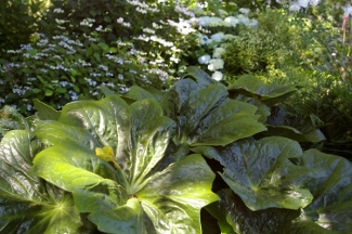 Podophyllum peltatum