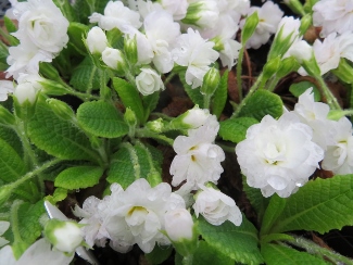 Primula vulgaris 'Double White'