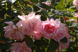Rosa 'Felicia'