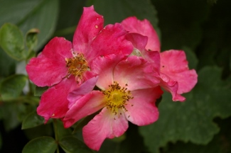 Rosa 'Radway Sunrise'