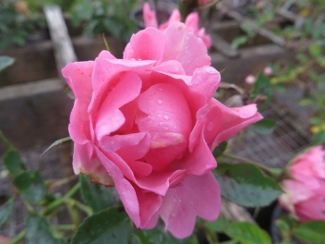 Rosa 'Surrey'