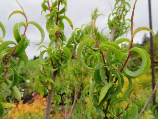 Salix babylonica 'Crispa'