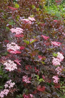 Sambucus nigra 'Thundercloud'
