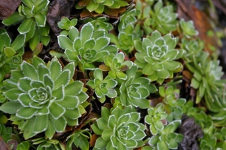 Saxifraga paniculata f. rosea