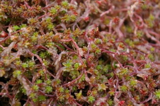 Sedum oryzifolium 'Tiny Form'