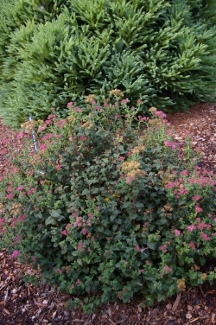 Spiraea japonica 'Bullata'