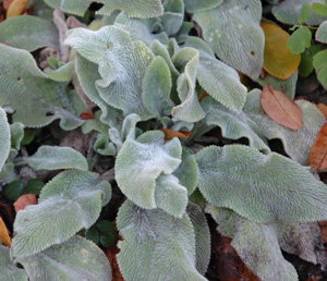 Stachys 'Countess Helen von Stein Zeppelin'