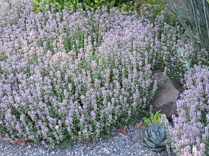Thymus 'Foxley'