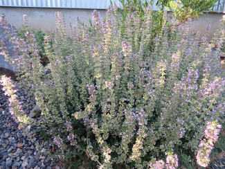 Thymus 'Foxley'