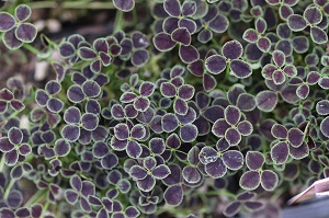 Trifolium repens atropurpureum
