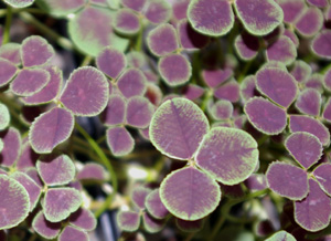 Trifolium repens atropurpureum