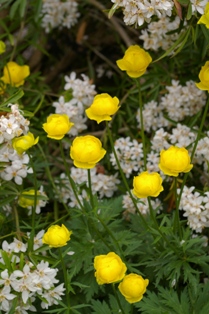 Trollius chinensis 'Goldkonigin'