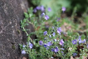 Veronica oltensis