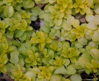 Veronica repens 'Sunshine'