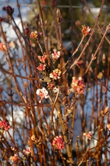 Viburnum farreri nanum