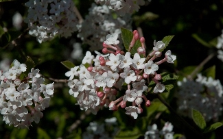 Viburnum juddii (x)