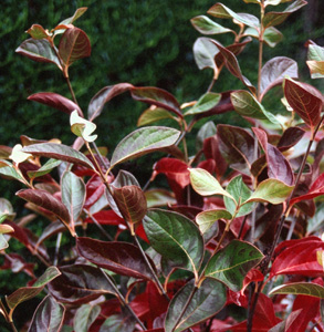 Viburnum nudum 'Winterthur'