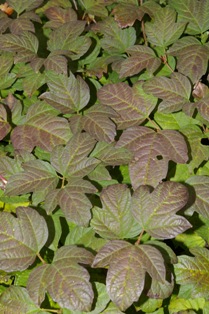 Viburnum opulus 'Nanum'