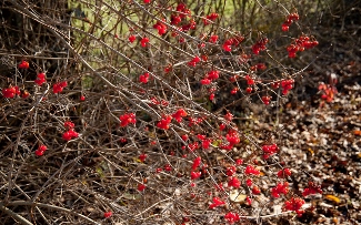 Viburnum opulus 'Ukraine'