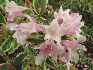 Weigela florida 'Variegata'