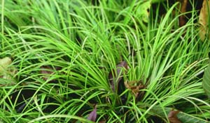 Acorus gramineus 'Ogon'