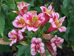 Alstroemeria 'Pink Lemonade'