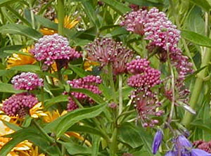 Asclepias incarnata