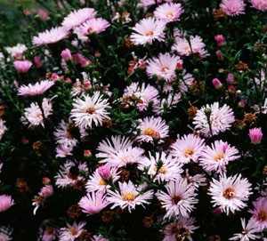 Aster 'Chatterbox'