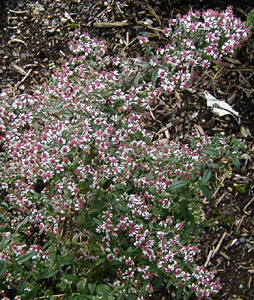 Aster lateriflorus 'Prince'