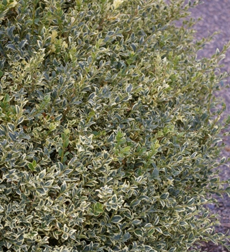 Buxus sempervirens 'Variegatus'