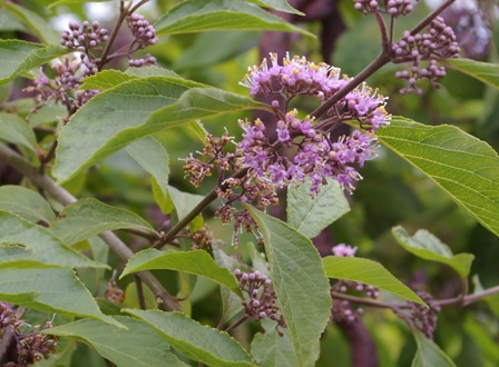 Callicarpa bodnieri var. giraldii 'Profusion'