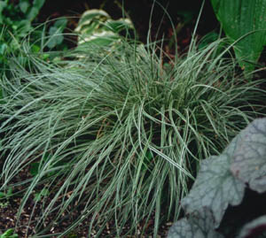 Carex conica 'Snowline' (Marginata)