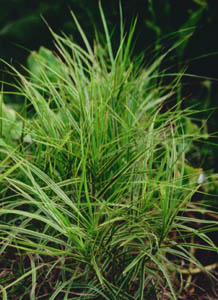 Carex muskingumensis 'Oehme'