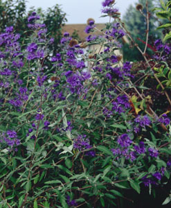 Caryopteris clandonensis 'Dark Knight'