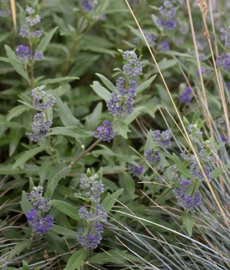 Caryopteris 'Petit Blue'