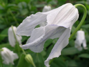 Clematis 'Chirifu' ('Alba Chirifu')