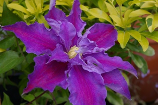 Clematis 'Beata'