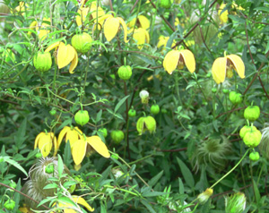Clematis 'Bill MacKenzie'