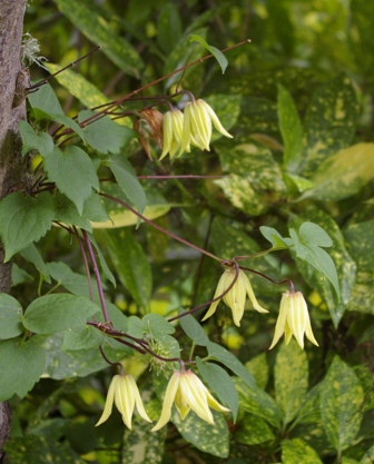 Clematis chiisanensis 'Lemon Bells'