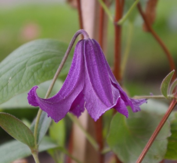 Clematis CHINOOK