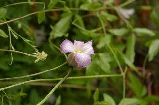 Clematis crispa