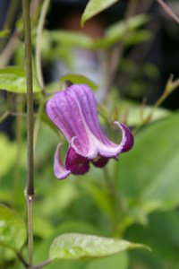 Clematis 'Fuji Kahori'