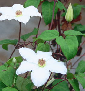 Clematis 'Gillian Blades'