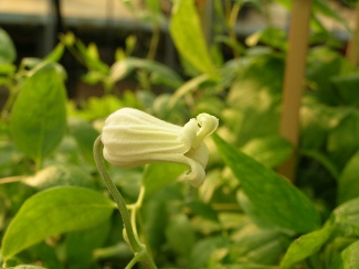 Clematis 'Harugasumi'