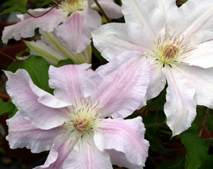 Clematis HYDE HALL