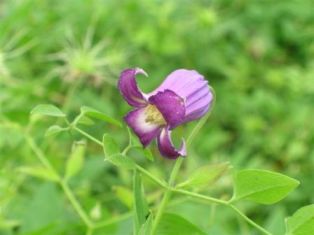 Clematis 'Kahori no Kimi'