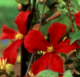 Clematis 'Madame Julia Correvon'